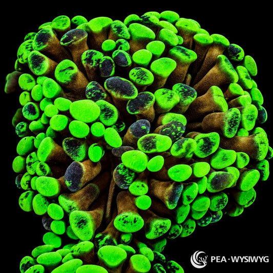 WYSIWYG Gold Stem Splattered Branching Hammer Euphyllia coral with green and dark splattered tips