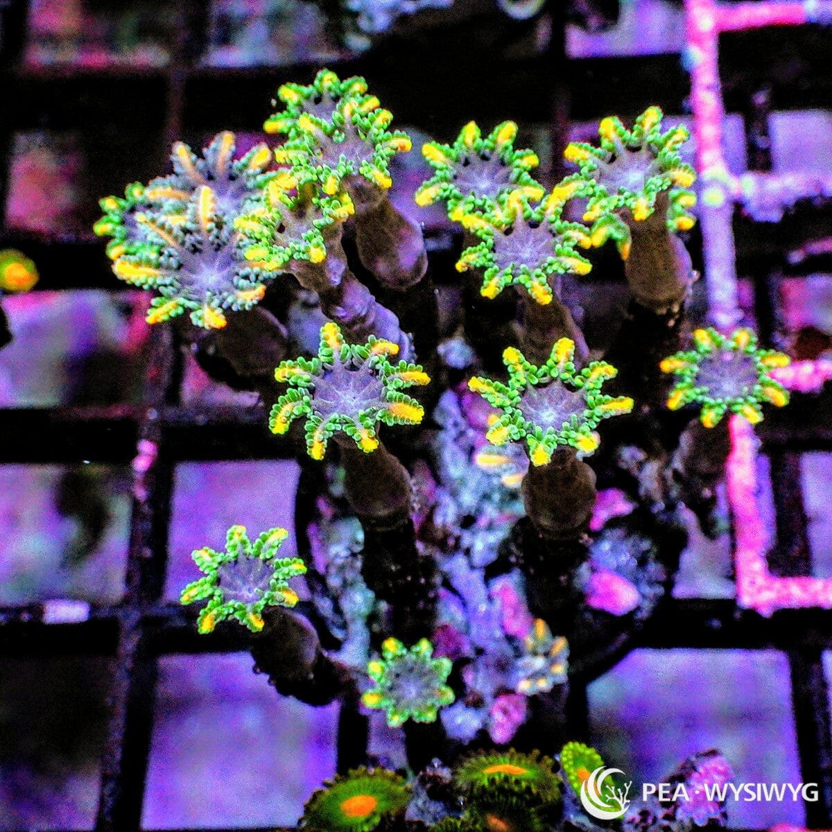 Gold Strike Clove Polyps Clavularia sp. WYSIWYG soft coral frag with green polyps golden yellow tentacles and purple centers