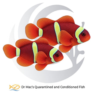 Gold Stripe Maroon Clownfish pair Amphiprion biaculeatus with deep red-maroon bodies, yellow-gold bands and larger female with smaller male