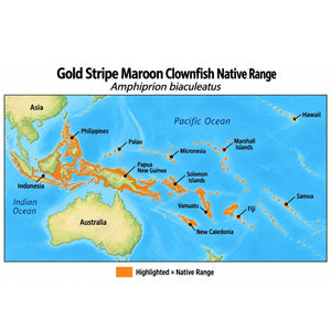 Gold Stripe Maroon Clownfish (Amphiprion biaculeatus) native range map highlighting its Indo-Pacific distribution in orange, including Indonesia, the Philippines, Papua New Guinea, and western Pacific island regions.