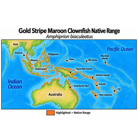 Native range map of Gold Stripe Maroon Clownfish (Amphiprion biaculeatus), highlighting its Indo-West Pacific distribution from India and Southeast Asia through Indonesia, the Philippines and Papua New Guinea to the Solomon Islands, Vanuatu and northern Australia.