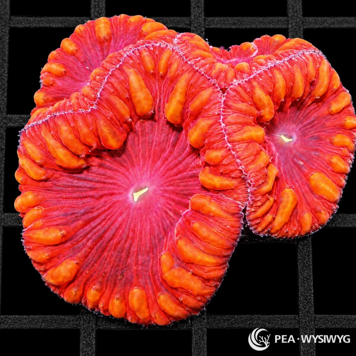 Gold Striped Red Blastomussa Blastomussa wellsi with vivid scarlet-red polyps, orange-gold striped folds, and large fleshy oral discs