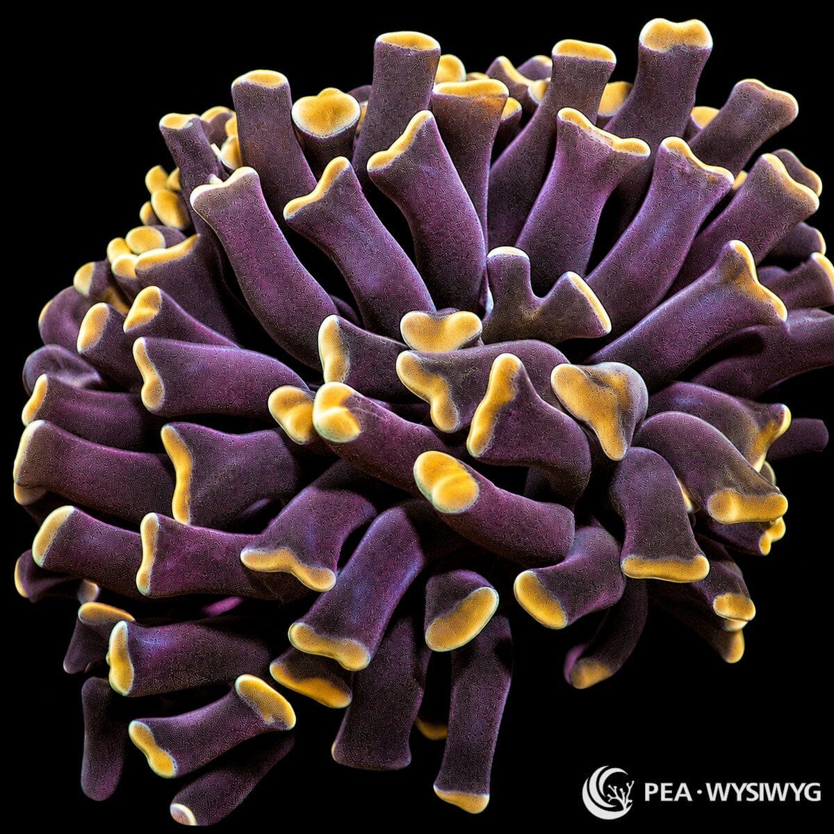 WYSIWYG Gold Tip Branching Hammer Euphyllia coral with purple branches and golden hammer tips