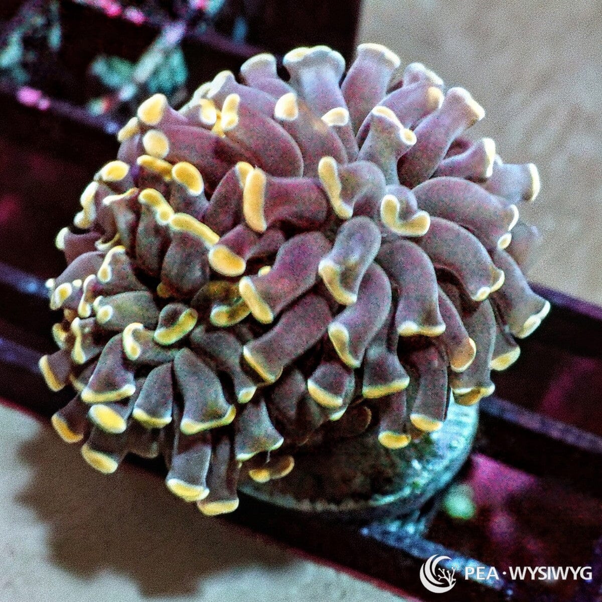 Gold Tip Branching Hammer Fimbriaphyllia paraancora WYSIWYG coral frag with purple gray tentacles and bright golden yellow hammer tips