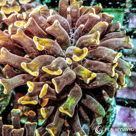 Gold Tip Branching Hammer Coral Fimbriaphyllia paraancora WYSIWYG LPS coral frag with golden yellow tips