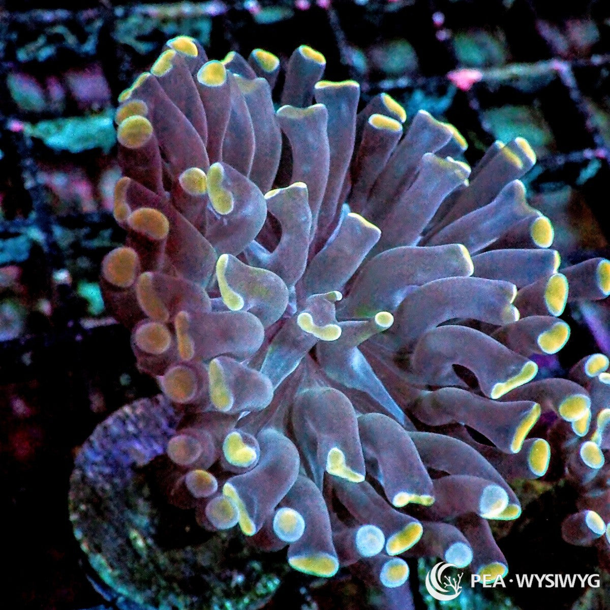 Gold Tip Branching Hammer Fimbriaphyllia paraancora WYSIWYG coral frag with purple blue gray tentacles, yellow gold hammer tips, and branching growth