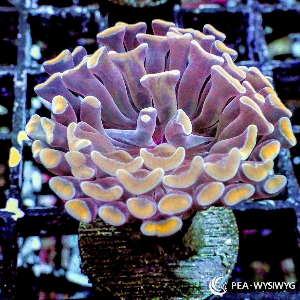 Gold Tip Hammer Coral Euphyllia ancora WYSIWYG Under $25 LPS coral frag
