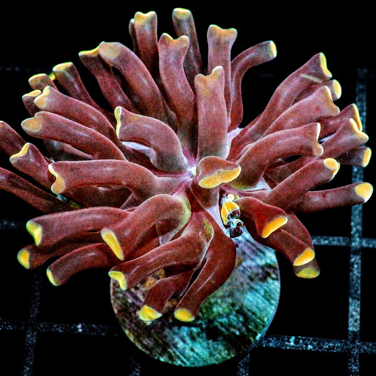 Gold Tipped Branching Hammer Coral Euphyllia paraancora WYSIWYG LPS coral frag