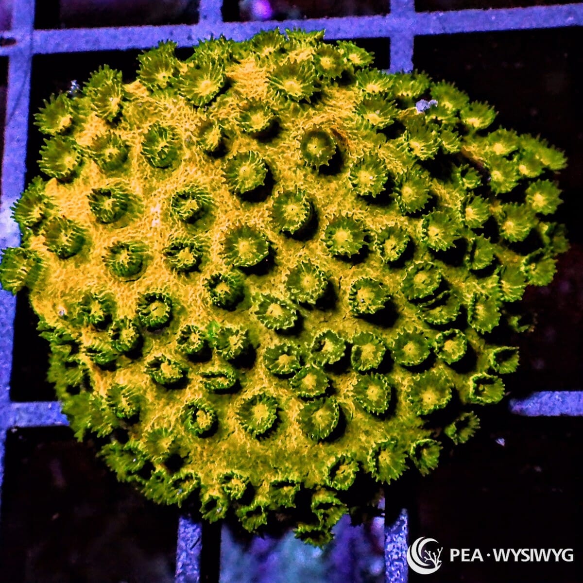 Golden Boy Cyphastrea Cyphastrea sp. WYSIWYG LPS coral frag with golden green encrusting base and green polyps