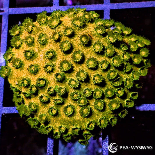 Golden Boy Cyphastrea Cyphastrea sp. WYSIWYG LPS coral frag with golden green encrusting base and green polyps
