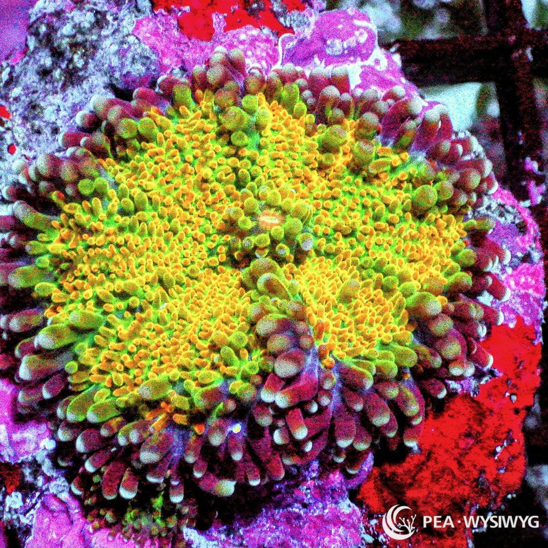 Golden Harvest Ricordea Yuma WYSIWYG mushroom coral with bright yellow, green, and orange coloration