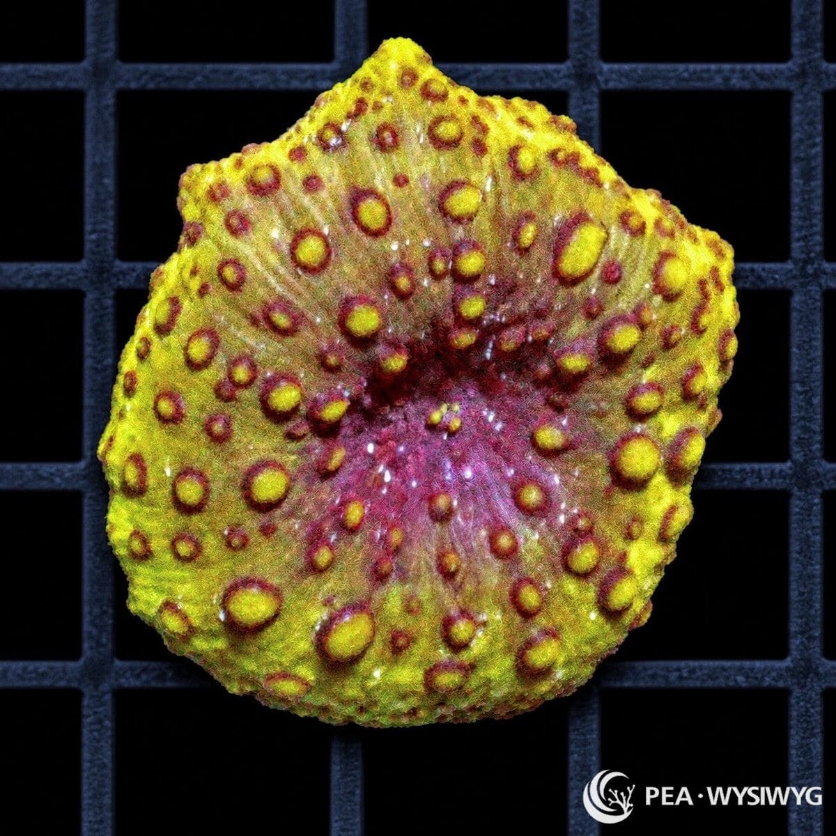 Golden Lava Lamp Discosoma Mushroom Discosoma sp. with vivid yellow-gold tissue, burgundy-ringed raised spots, and a magenta-red center