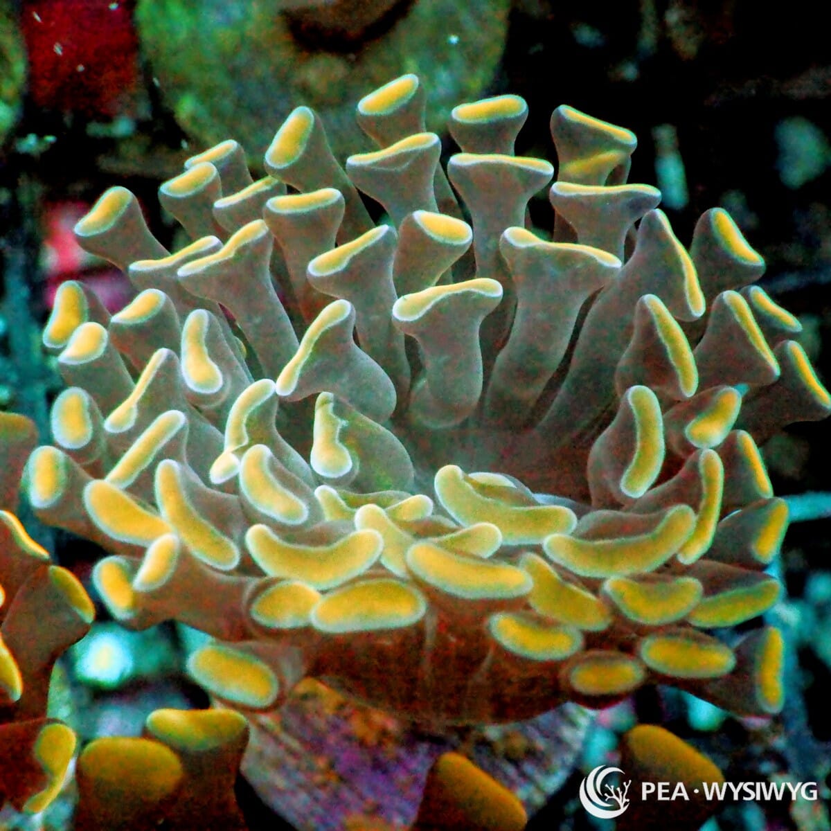 Golden Tip Branching Hammer coral with soft tentacles and golden tips, WYSIWYG under $25 Euphyllia coral frag