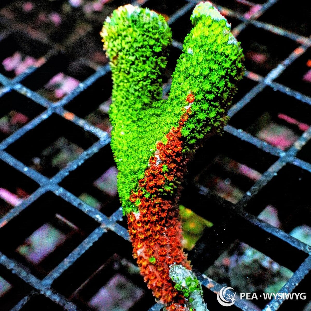 Grafted Branching Montipora Montipora digitata WYSIWYG Premium Frag with fluorescent green and red orange grafted branching growth
