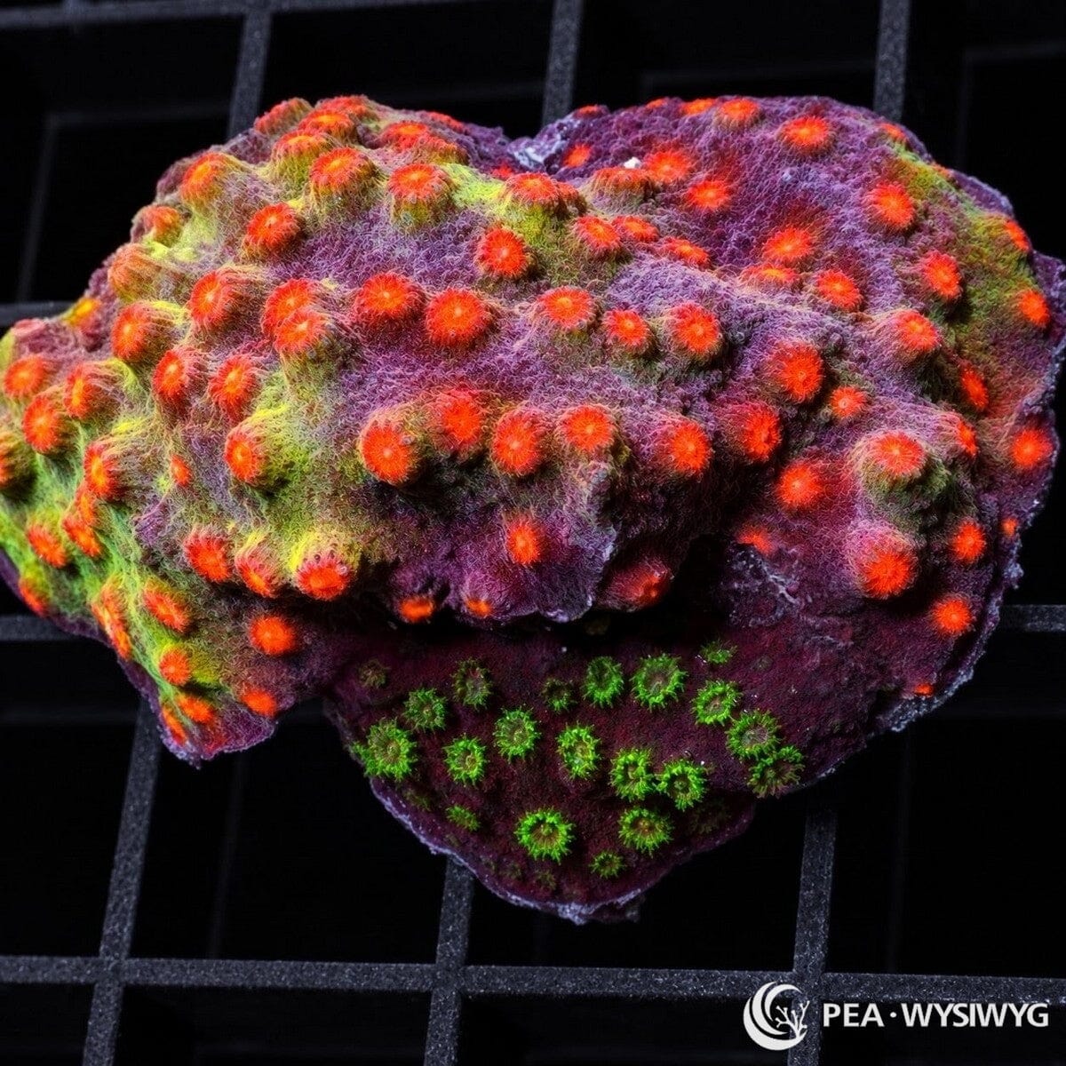 Grafted Combo Cyphastrea Cyphastrea sp. with purple-burgundy tissue, bright orange-red corallites, and fluorescent green growth areas