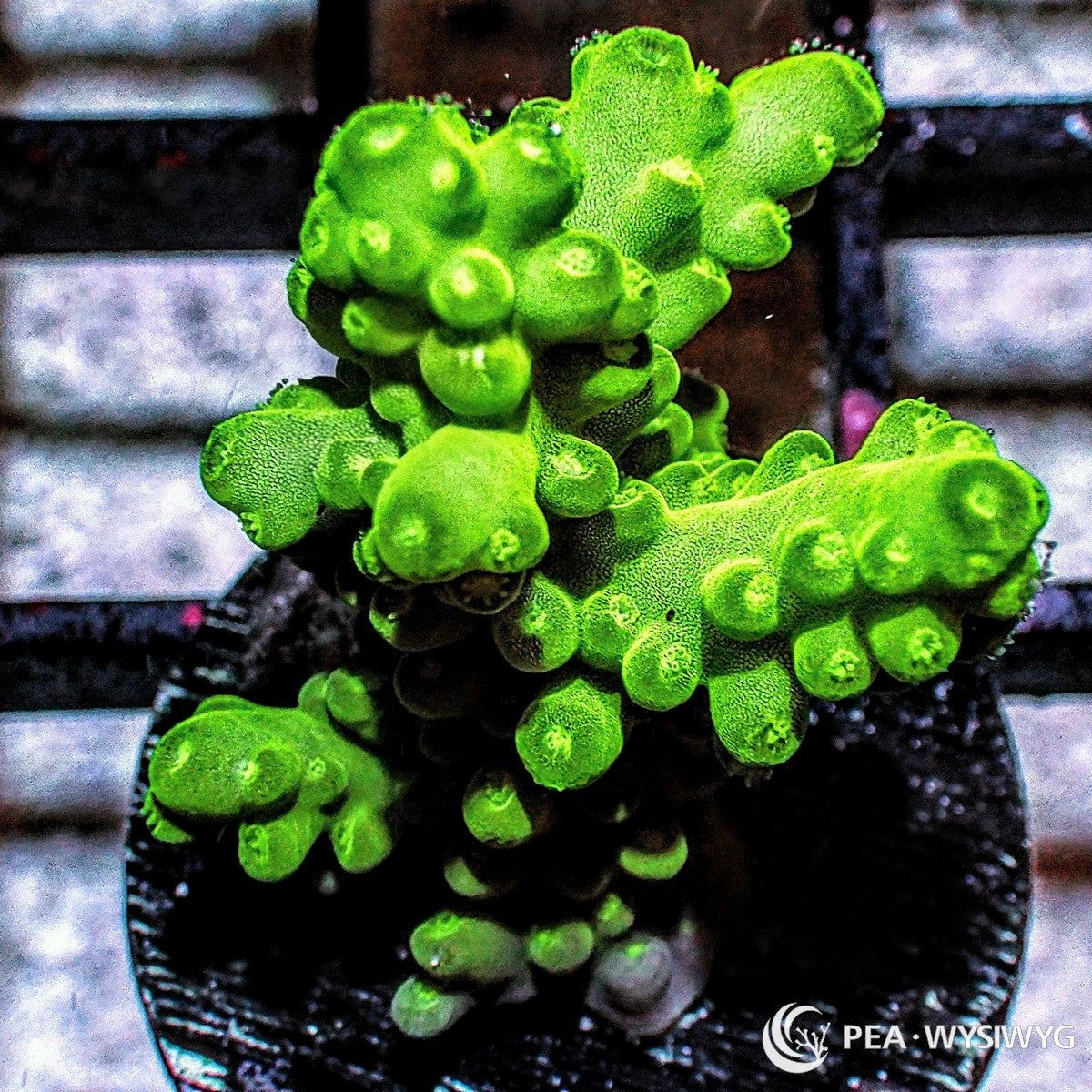 Green Acropora aquacultured SPS coral with bright green coloration and branching growth