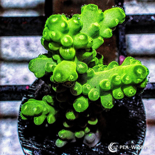 Green Acropora aquacultured SPS coral with bright green coloration and branching growth
