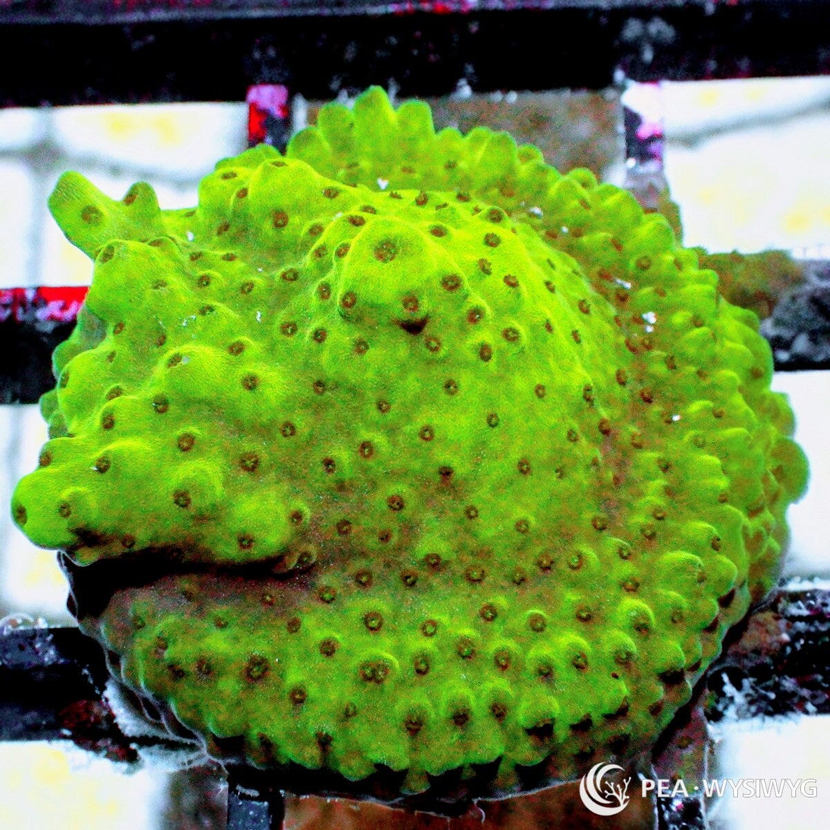 Green Blob Acropora aquacultured SPS coral with bright green coloration and branching growth
