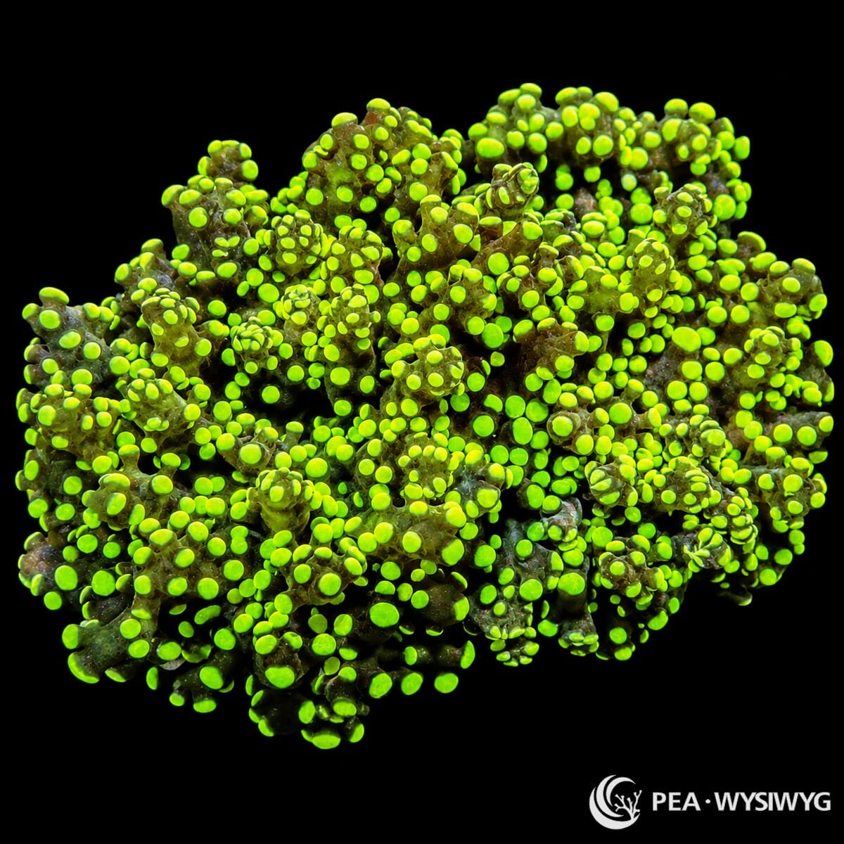 WYSIWYG Green Branching Frogspawn Euphyllia coral with bright green bubble tips