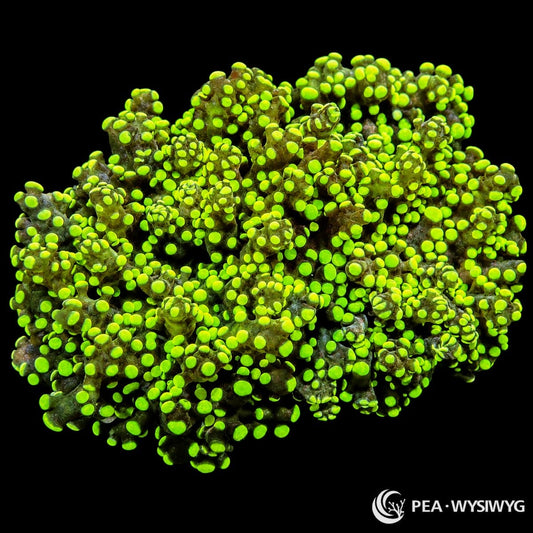 WYSIWYG Green Branching Frogspawn Euphyllia coral with bright green bubble tips