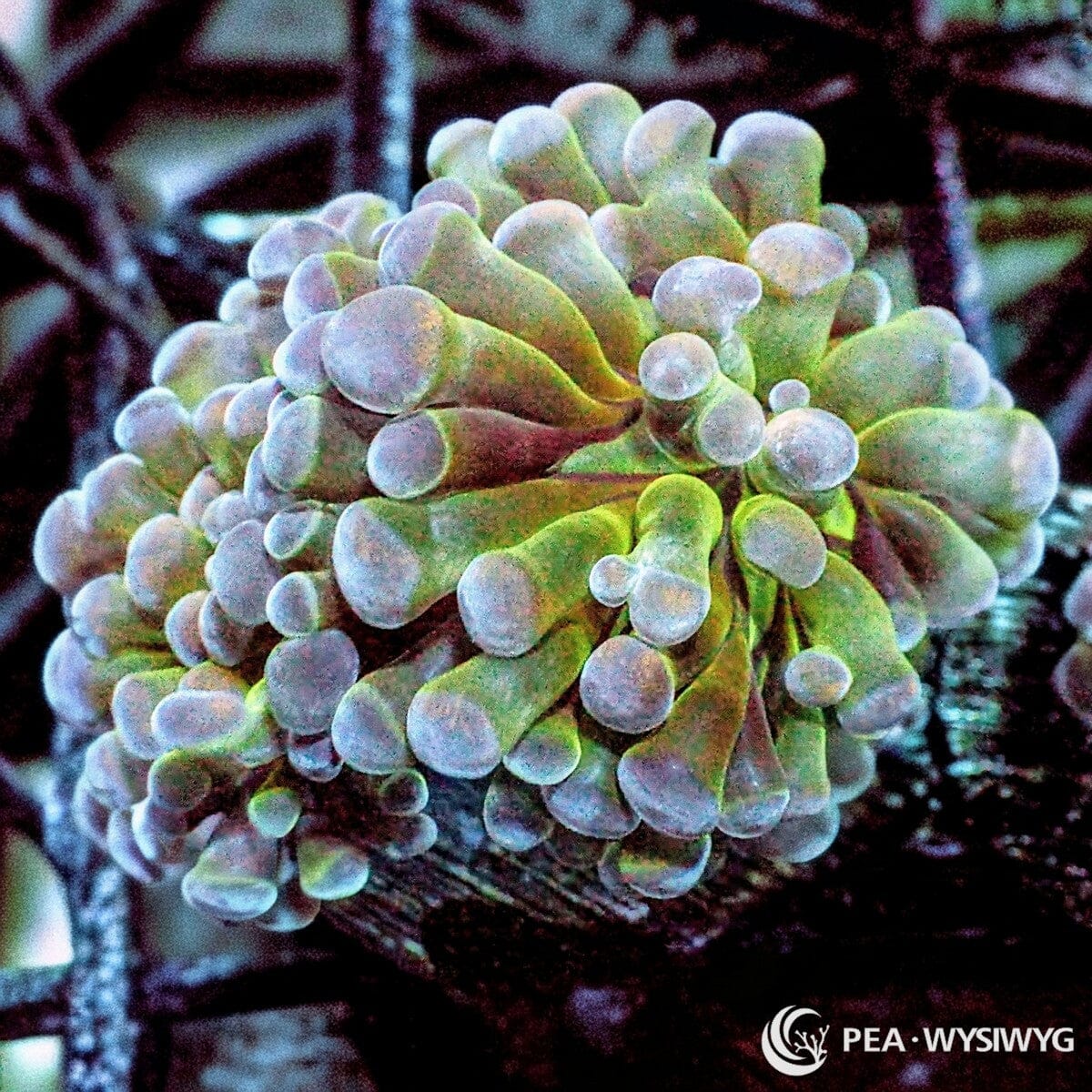 Green Branching Hammer Fimbriaphyllia paraancora WYSIWYG coral frag with green gray tentacles, pale lavender blue tips, and flowing hammer coral movement