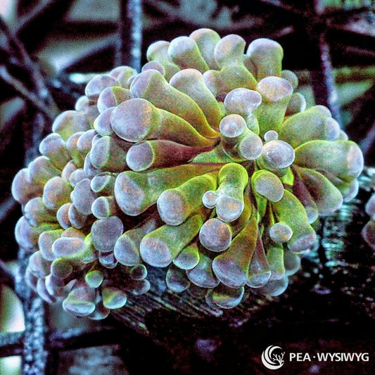 Green Branching Hammer Fimbriaphyllia paraancora WYSIWYG coral frag with green gray tentacles, pale lavender blue tips, and flowing hammer coral movement