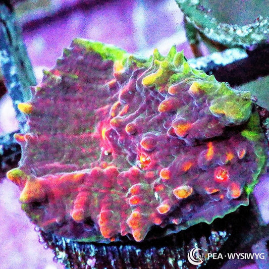 Peppermint Plesiastrea coral WYSIWYG frag with red-orange maze pattern and glowing green centers
