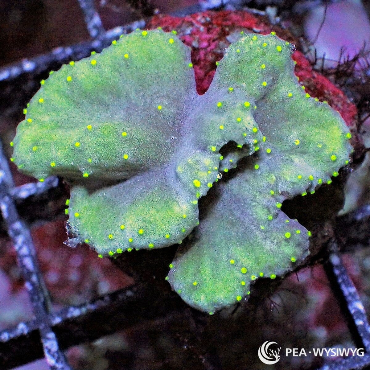 Green Cabbage Sinularia Leather Sinularia dura WYSIWYG soft coral frag with green folded cabbage-like tissue and neon green polyp tips