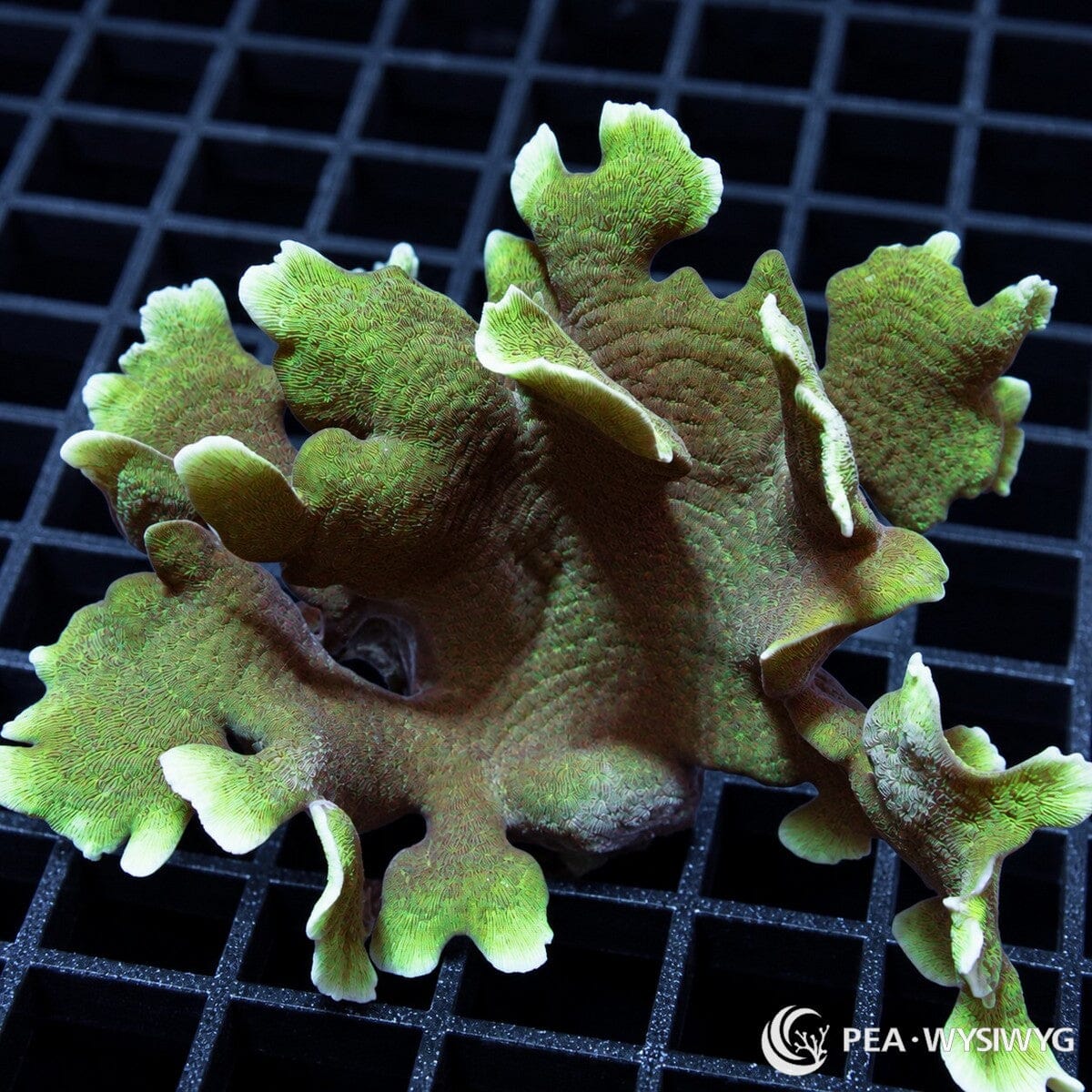 Green Cactus Pavona Pavona sp. coral colony with olive-green upright plates and bright fluorescent green growing edges