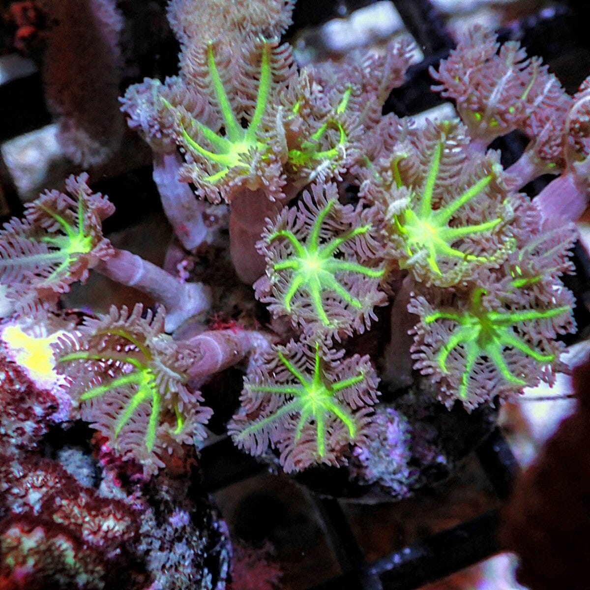 Green Clove Polyps Clavularia sp. WYSIWYG soft coral with bright green star centers