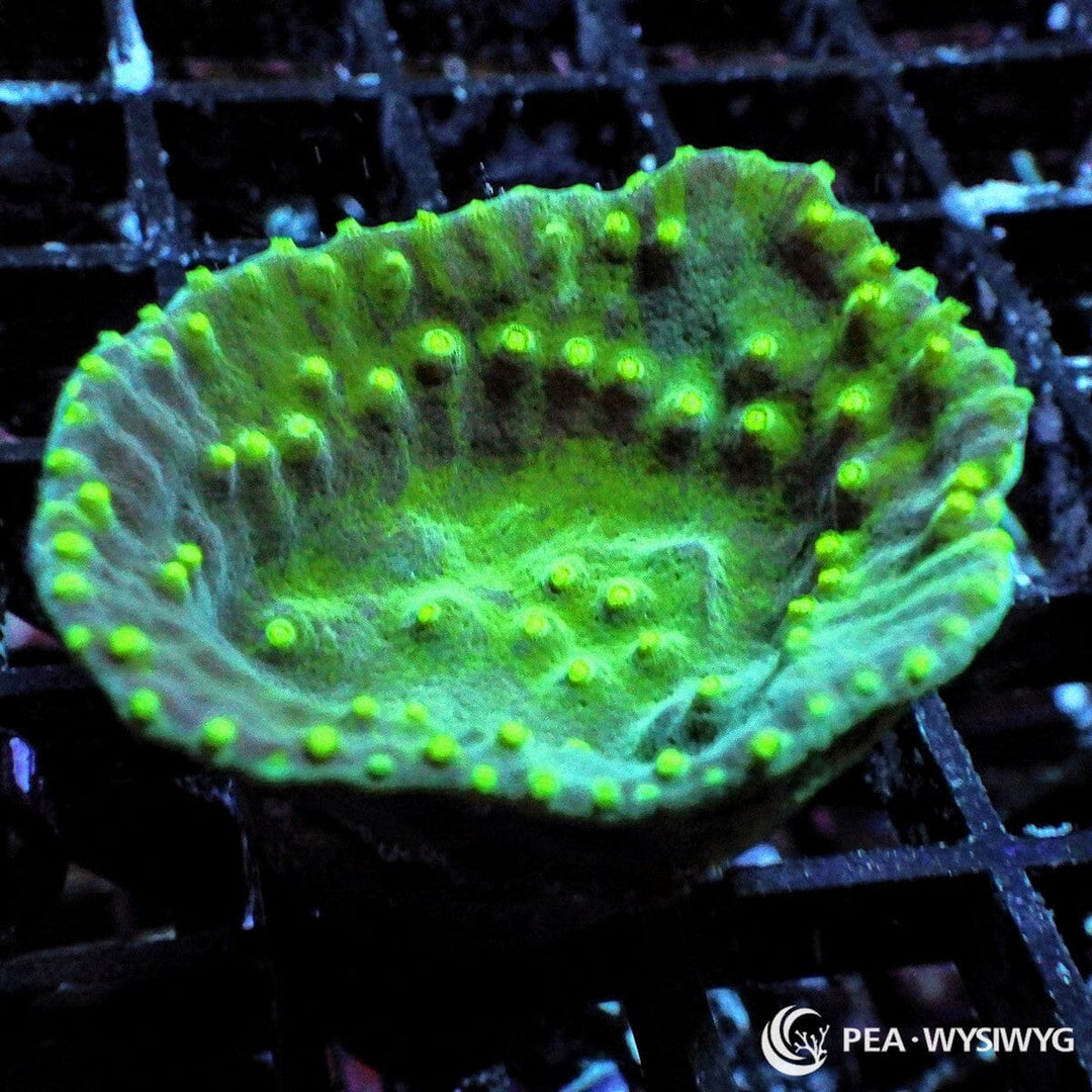 Green Cup Turbinaria Turbinaria peltata WYSIWYG Under $25 LPS coral frag