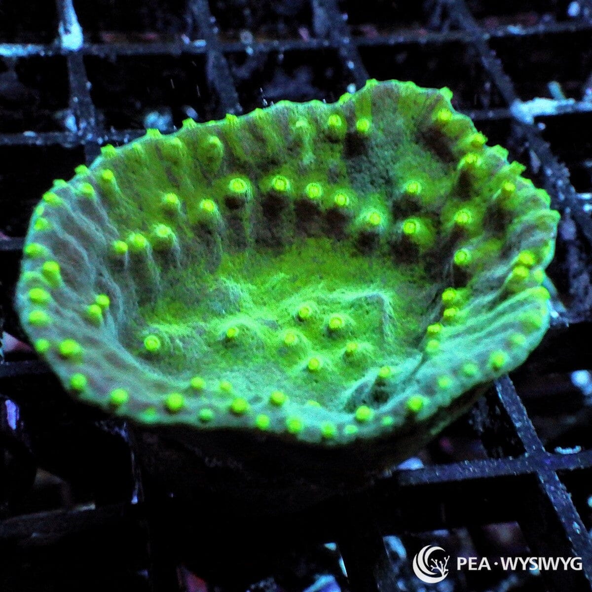 Green Cup Turbinaria Turbinaria peltata WYSIWYG Under $25 LPS coral frag