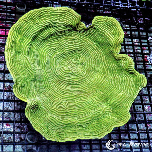 Green Cupping Plate Elephant Skin Coral Pachyseris rugosa WYSIWYG SPS coral colony with bright green ridged plating growth