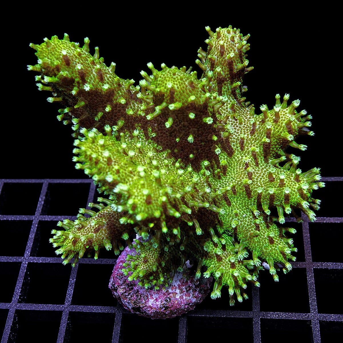 Green Devil’s Hand Leather Coral Lobophytum sp. WYSIWYG soft coral with branching green lobes
