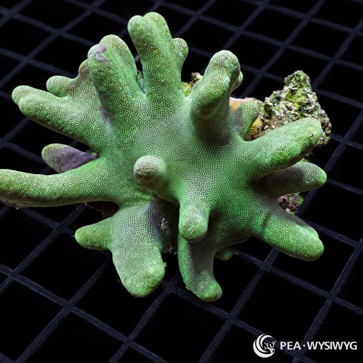 Green Devil’s Hand Leather Lobophytum sp. coral colony with pale green tissue and thick finger-like lobes