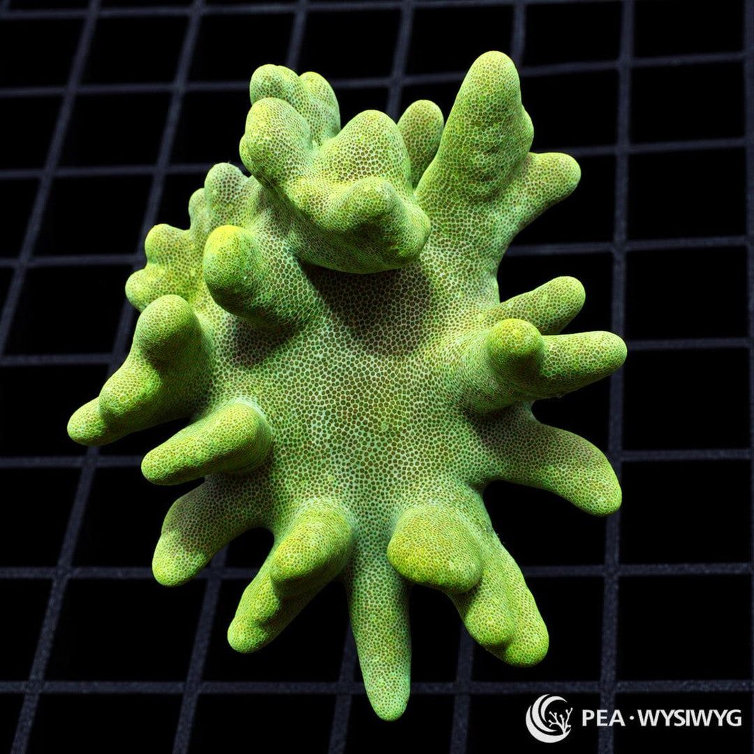 Green Devil’s Hand Leather Lobophytum sp. coral colony with bright lime-green tissue and thick finger-like lobes