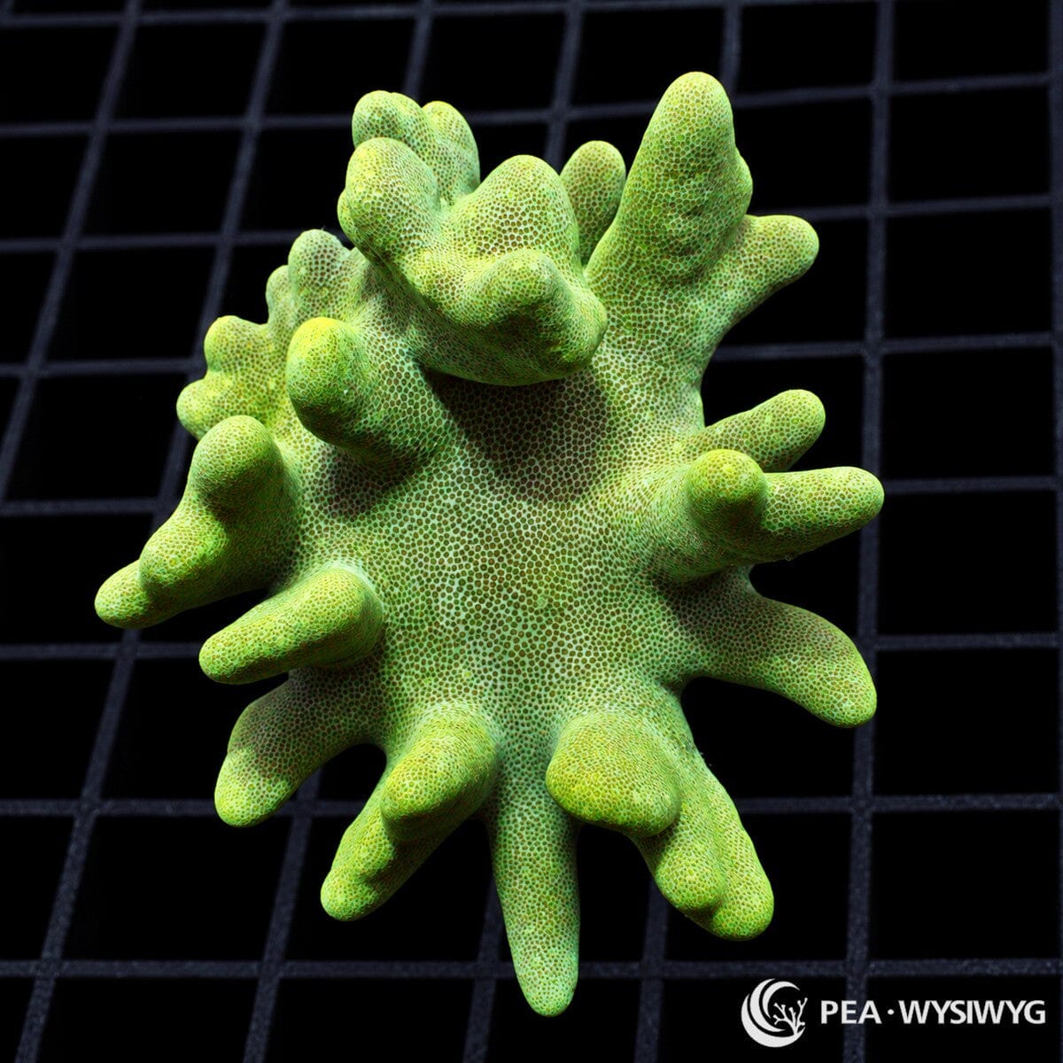Green Devil’s Hand Leather Lobophytum sp. coral colony with bright lime-green tissue and thick finger-like lobes