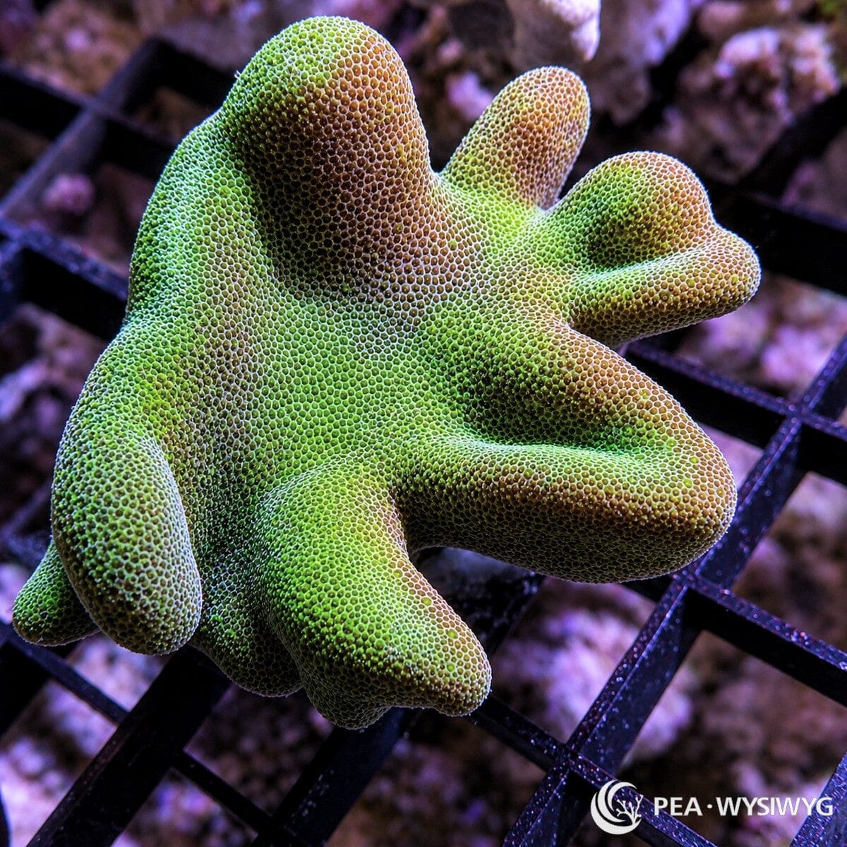 Green Devil’s Hand Leather Lobophytum pauciflorum WYSIWYG soft coral frag with green lobed finger-like growth and leathery texture