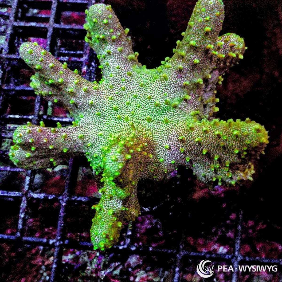 Green Devil’s Hand Leather WYSIWYG soft coral frag with branching green leather growth and bright polyps