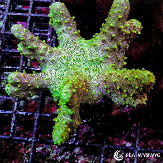 Green Devil’s Hand Leather WYSIWYG soft coral frag with branching green leather growth and bright polyps