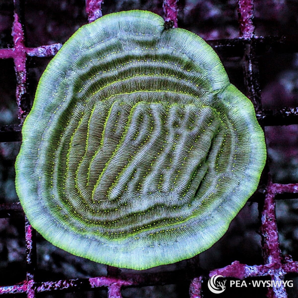 Green Elephant Skin Pachyseris Pachyseris sp. WYSIWYG coral frag with green ridged plating growth