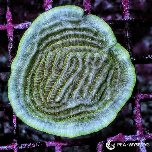Green Elephant Skin Pachyseris Pachyseris sp. WYSIWYG coral frag with green ridged plating growth