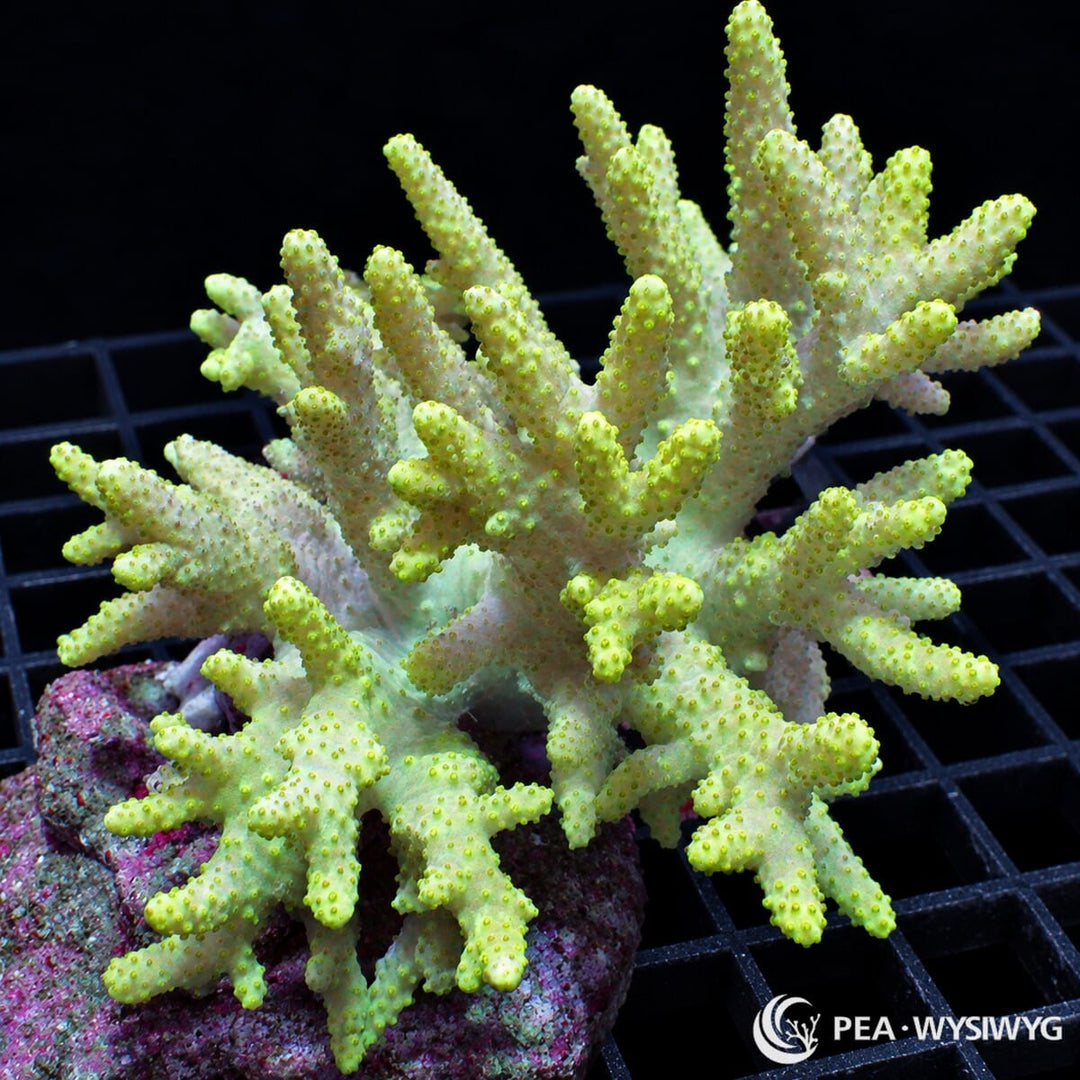Green Finger Leather Coral Sinularia sp. colony with pale green branching lobes and bright yellow-green polyp openings