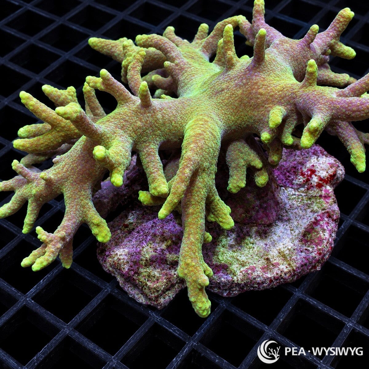 Green Finger Leather Coral Sinularia sp. with pale green branching lobes, bright green polyps, and finger-like growth