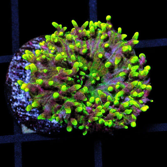 Green Hairy Mushroom Rhodactis sp. WYSIWYG soft coral with bright green textured polyps