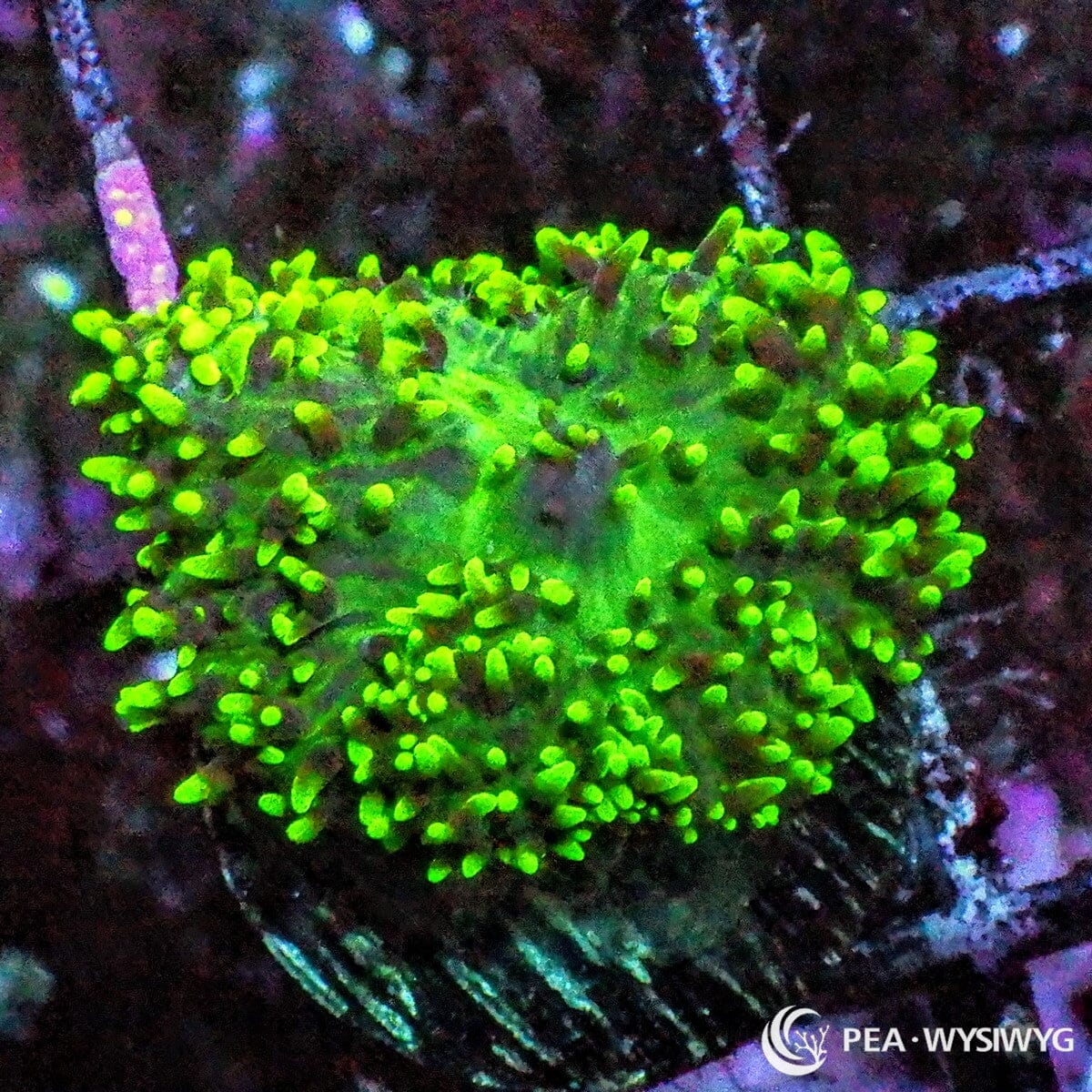 Green Hairy Mushroom coral with bright green textured polyps, WYSIWYG under $25 mushroom coral from Pacific East Aquaculture
