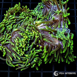 Green Heteractis Magnifica Ritteri Anemone (Heteractis magnifica) displaying flowing olive-green tentacles with bright fluorescent lime-green tips and lavender-brown oral disc. WYSIWYG specimen photographed at Pacific East Aquaculture.
