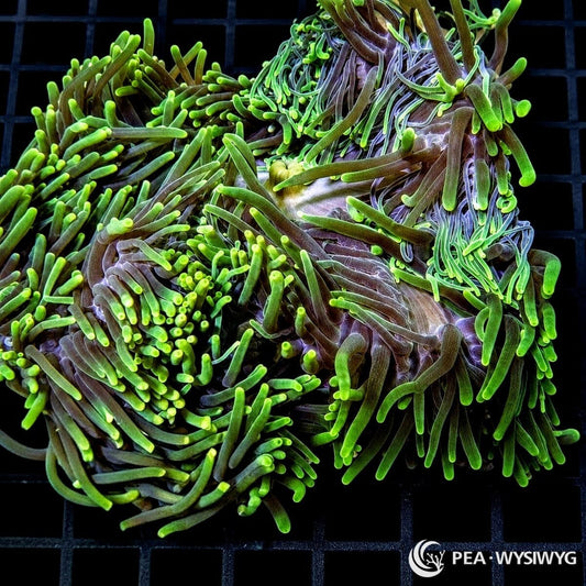 Green Heteractis Magnifica Ritteri Anemone (Heteractis magnifica) displaying flowing olive-green tentacles with bright fluorescent lime-green tips and lavender-brown oral disc. WYSIWYG specimen photographed at Pacific East Aquaculture.