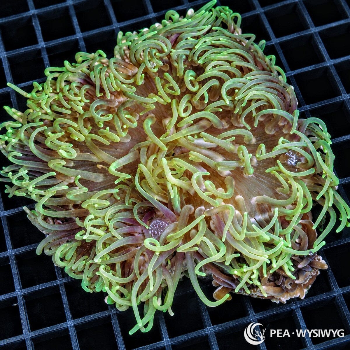 Green Long Tentacle Anemone (Heteractis doreensis) displaying numerous elongated, curling lime-green tentacles with translucent green tips and a warm brown oral disc. WYSIWYG specimen photographed at Pacific East Aquaculture.