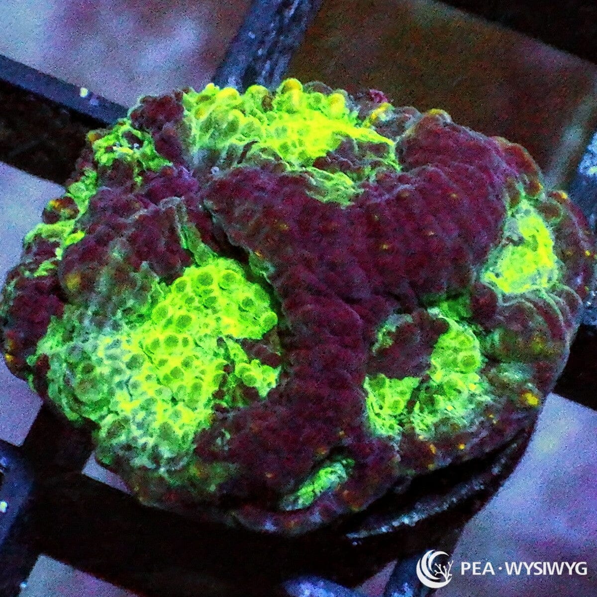 Green Moon Acan Echinata Acanthastrea echinata WYSIWYG coral frag with burgundy red tissue, bright green moon highlights, and textured encrusting growth